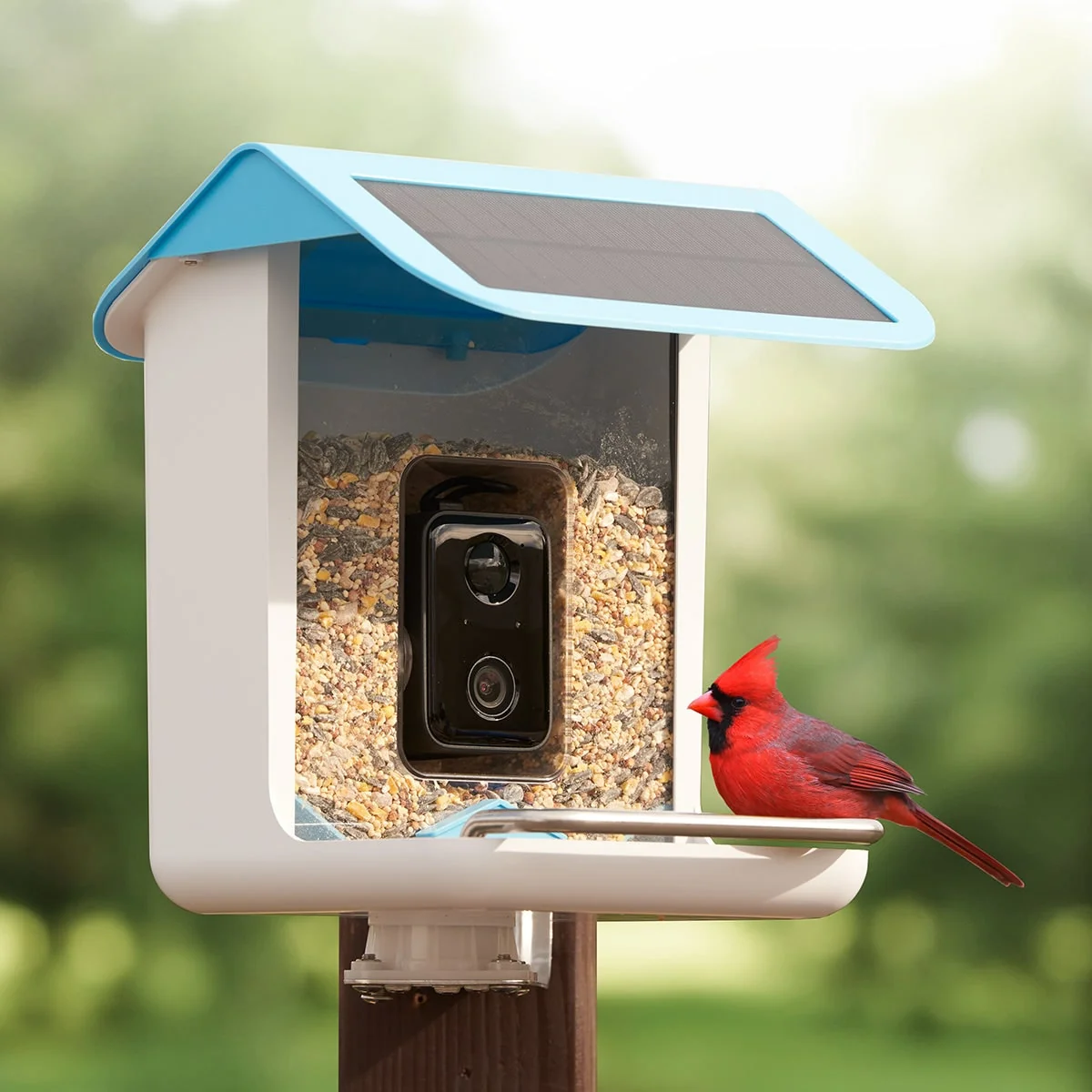 Bird Feeder Camera Smart Feeder App Birdwatching - Image 3